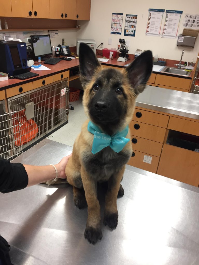 Cross-breed german shepherd groomed