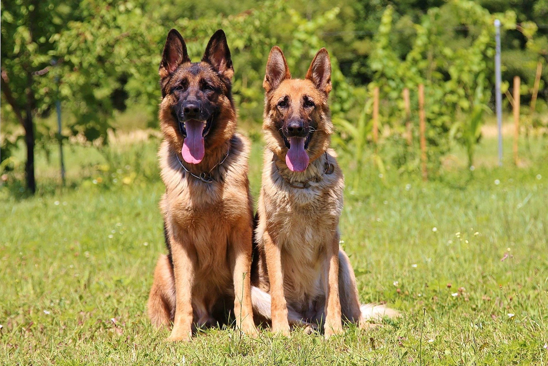 Cure German shepherd dogs