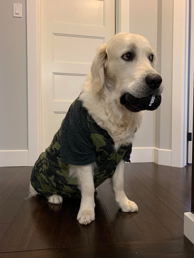 Golden retriever with jacket