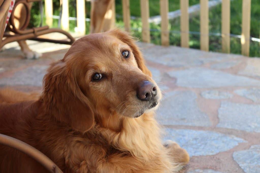 golden retriever dog