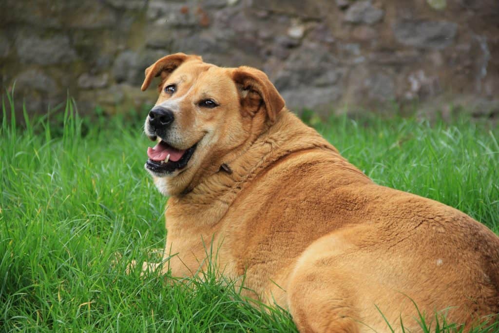 Obesity in golden retriever