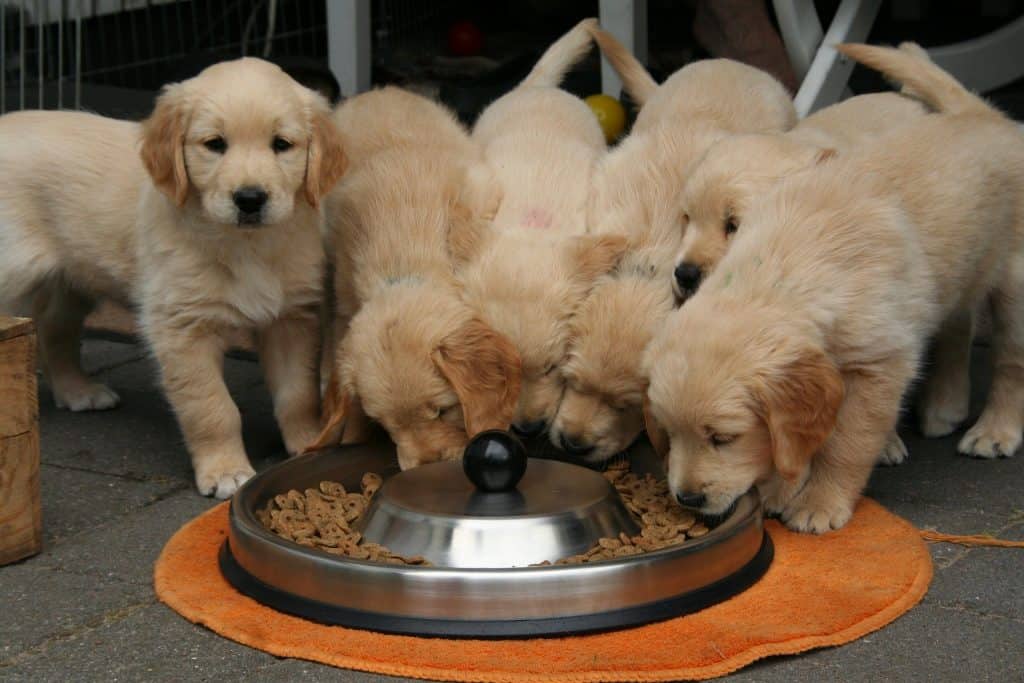 Golden retriever food