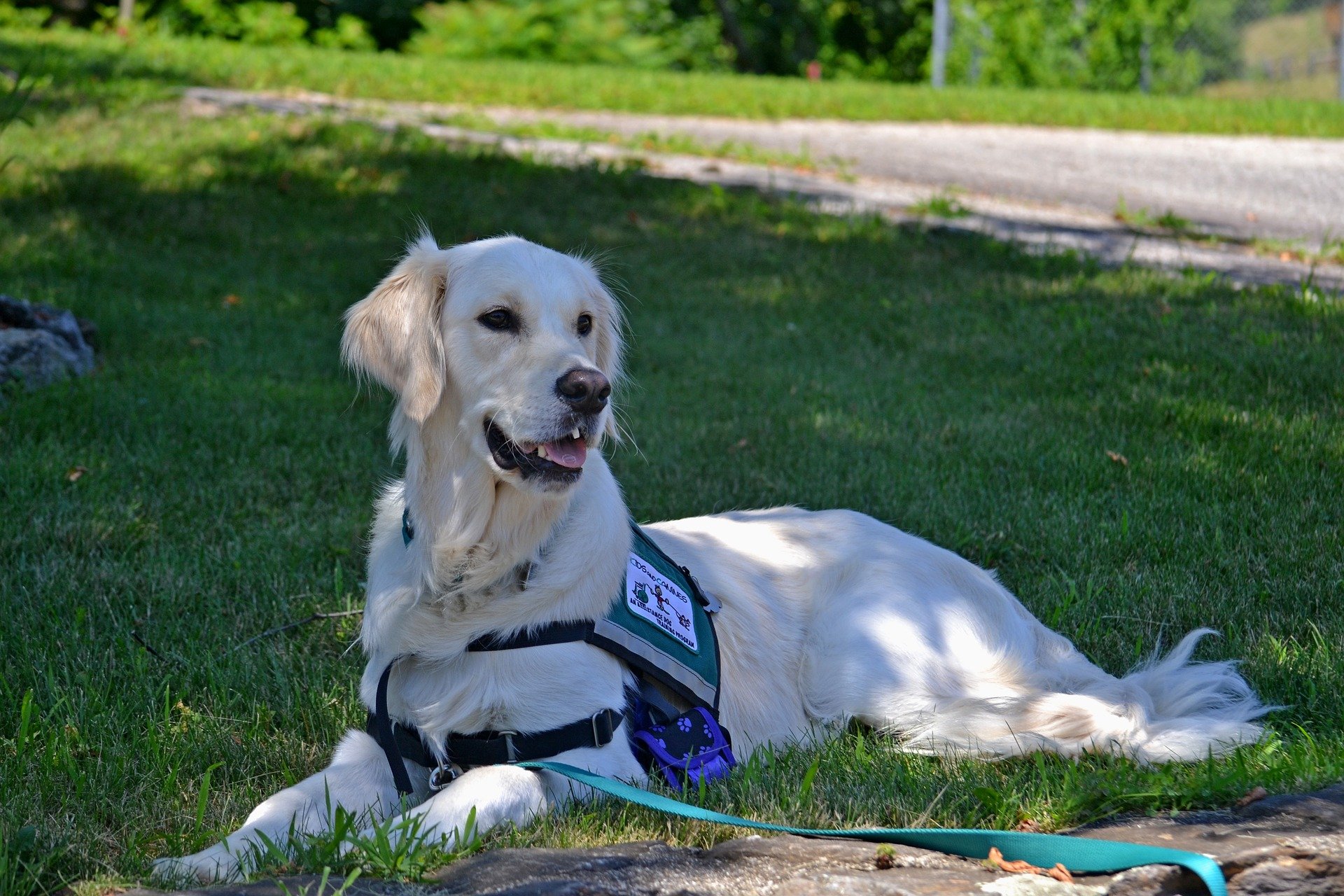 golden retriever as serice dog