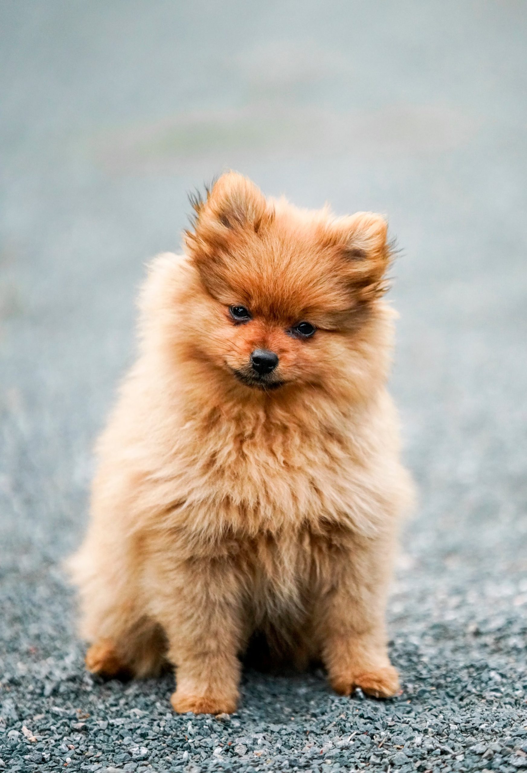 Pomeranian dog