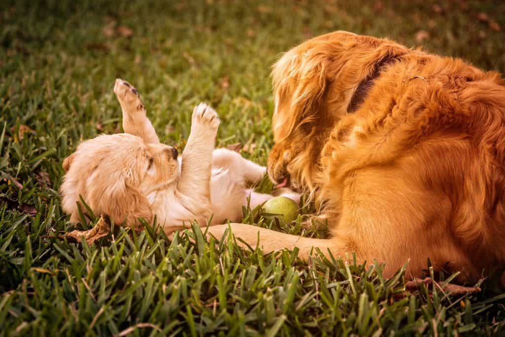 Golden retriever Pup