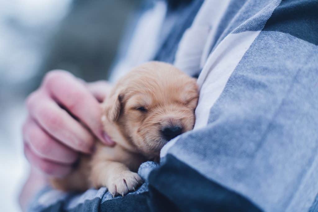 Golden Retriever Pup Care