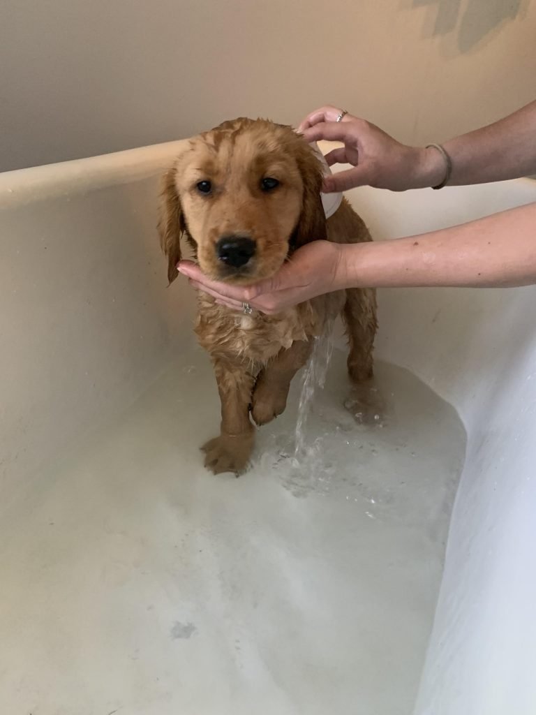 golden retriever bathing