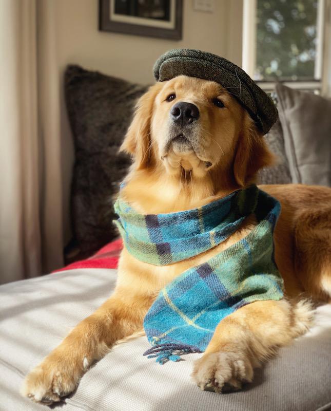 winter attire of golden retriever