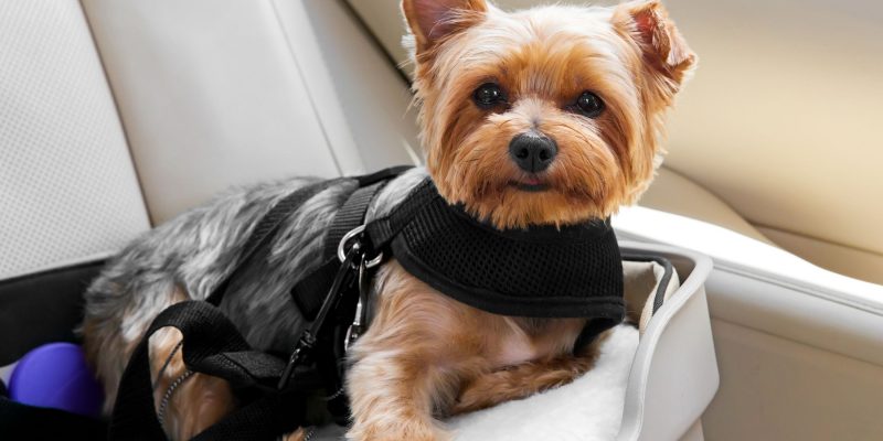 car seats for small dogs